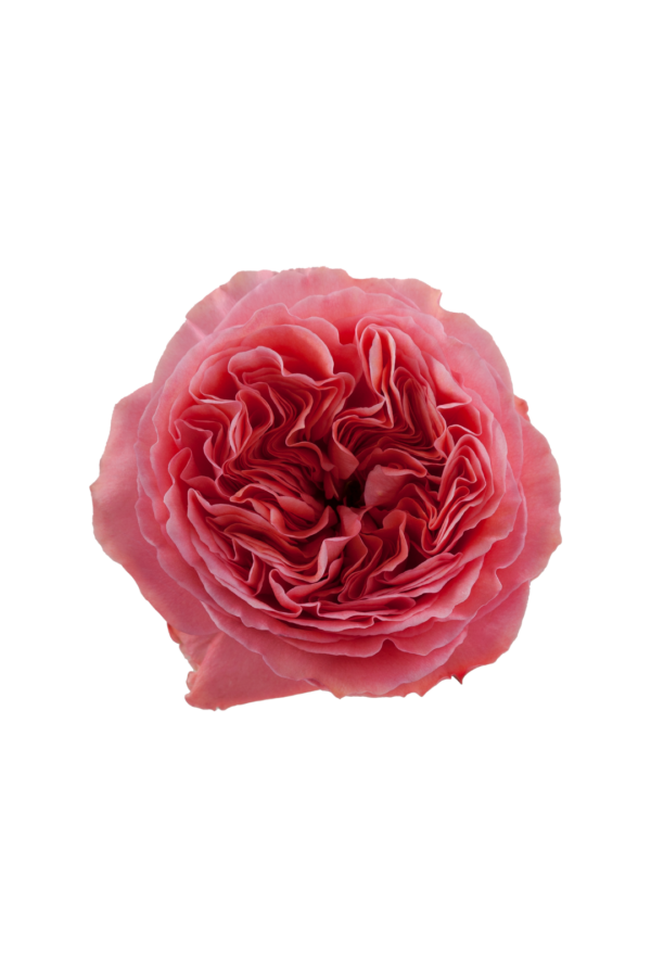 ROSE, 50CM PINK, CANDY XPRESSION