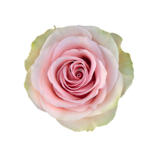 ROSE, 50CM PINK, FRUTTETO