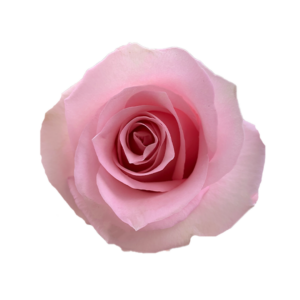 ROSE, 50CM PINK, JESSICA