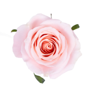ROSE, 50CM PINK, MADONNA
