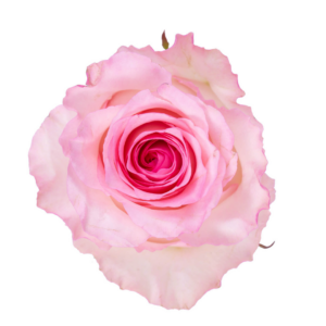ROSE, 50CM PINK, MANDALA