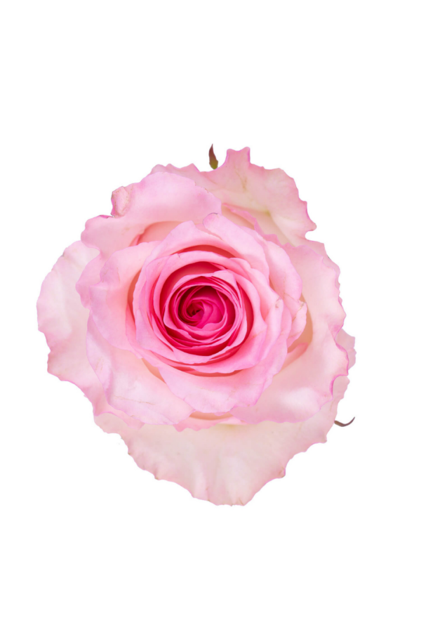 ROSE, 50CM PINK, MANDALA