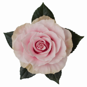 ROSE, 50CM PINK, PINK MONDIAL