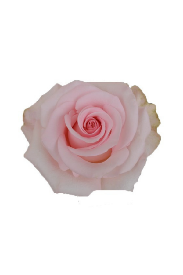 ROSE, 50CM PINK, NOVIA