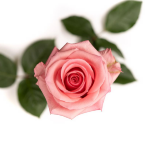 ROSE, 50CM PINK, OPALA