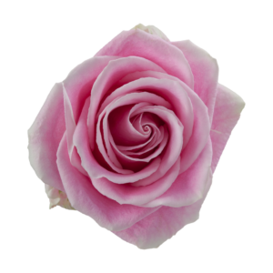 ROSE, 50CM PINK, ROSITA VENDELA