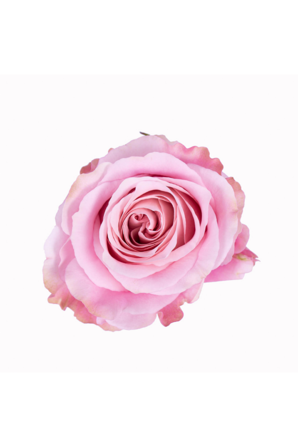 ROSE, 50CM PINK, SWEET 4 LOVE
