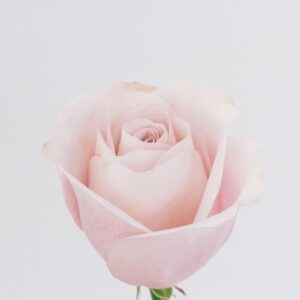 ROSE, 50CM PINK, SWEET ESCIMO