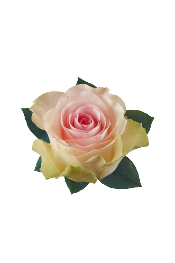 ROSE, 50CM PINK, SWEET LADY