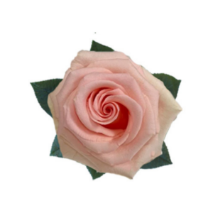 ROSE, 50CM PINK, UNFORGIVEN