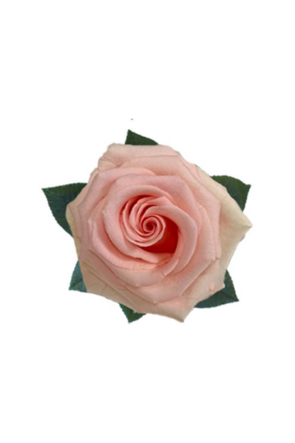 ROSE, 50CM PINK, UNFORGIVEN