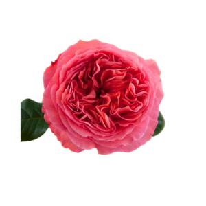 ROSE, 50CM PINK, PINK XPRESSION