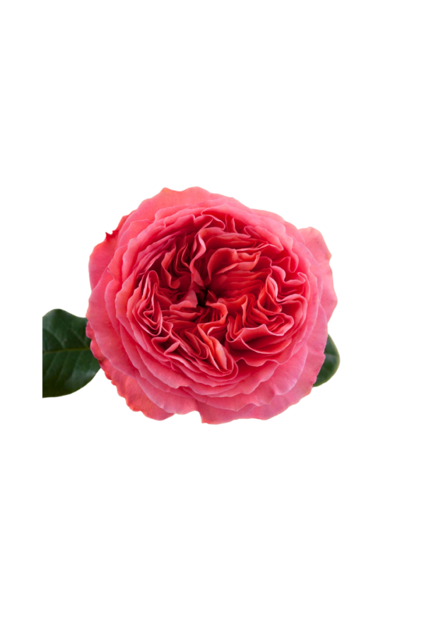 ROSE, 50CM PINK, PINK XPRESSION