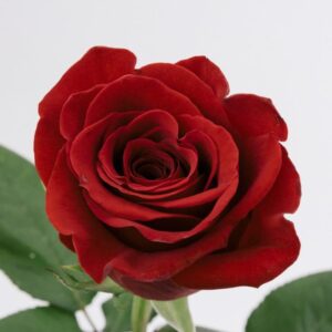 ROSE, 50CM RED, FREEDOM