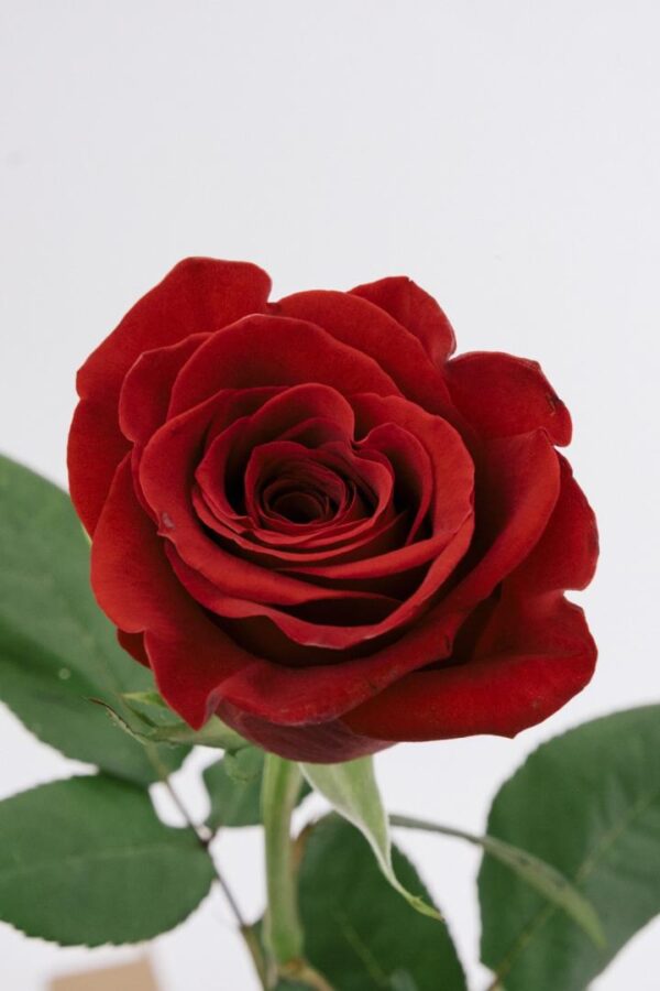 ROSE, 50CM RED, FREEDOM