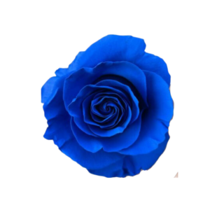 ROSE, 50CM TINTED, BLUE