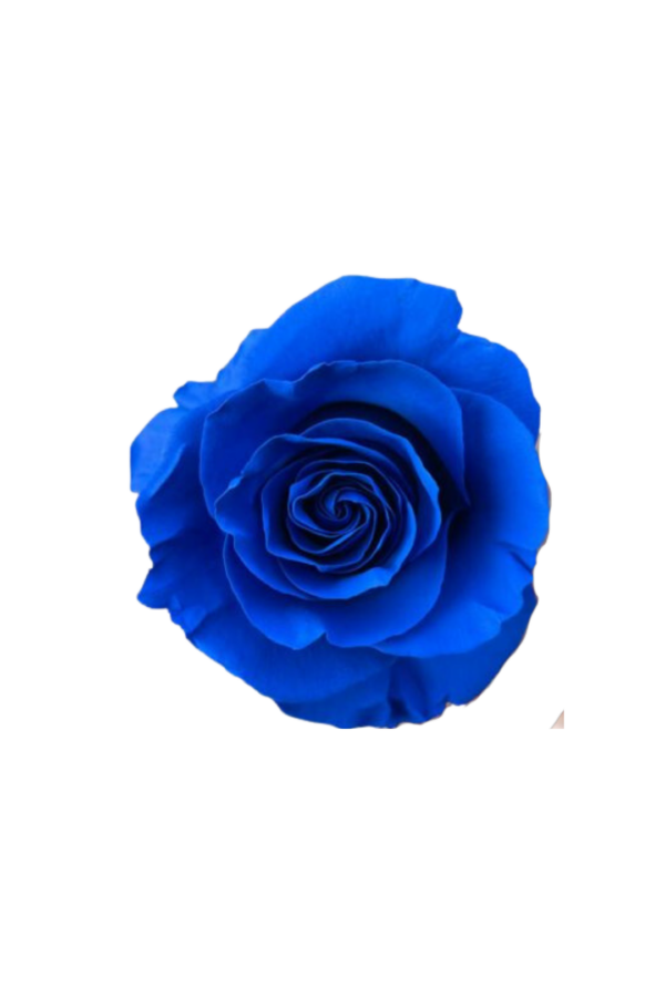 ROSE, 50CM TINTED, BLUE