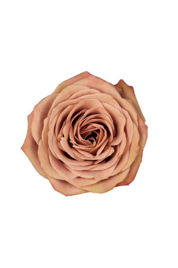 ROSE, 50CM TERRACOTTA, CAPPUCCINO 10-ST