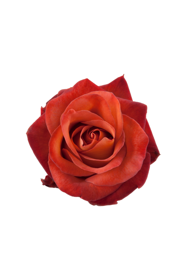 ROSE, 50CM TERRACOTTA, COFFEE BREAK