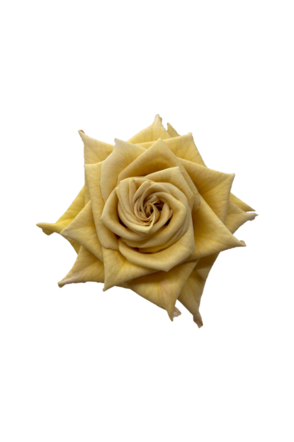 ROSE, 50CM TERRACOTTA, COMBO