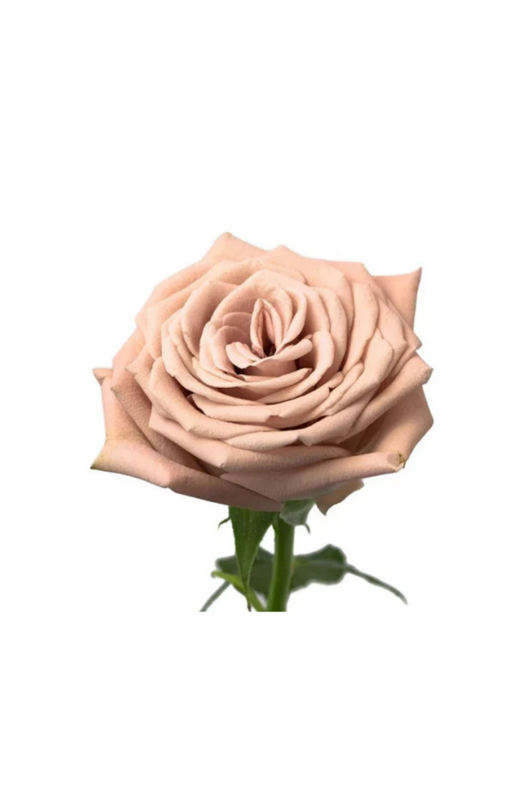 ROSE, 50CM TERRACOTTA, MOCHA