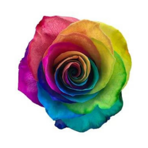 ROSE, 50CM TINTED, RAINBOW