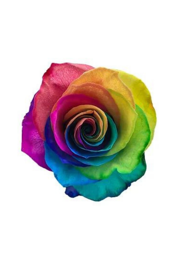 ROSE, 50CM TINTED, RAINBOW