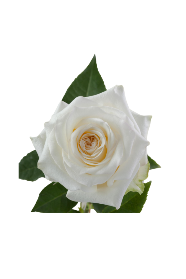 ROSE, 50CM WHITE, CANDLELIGHT