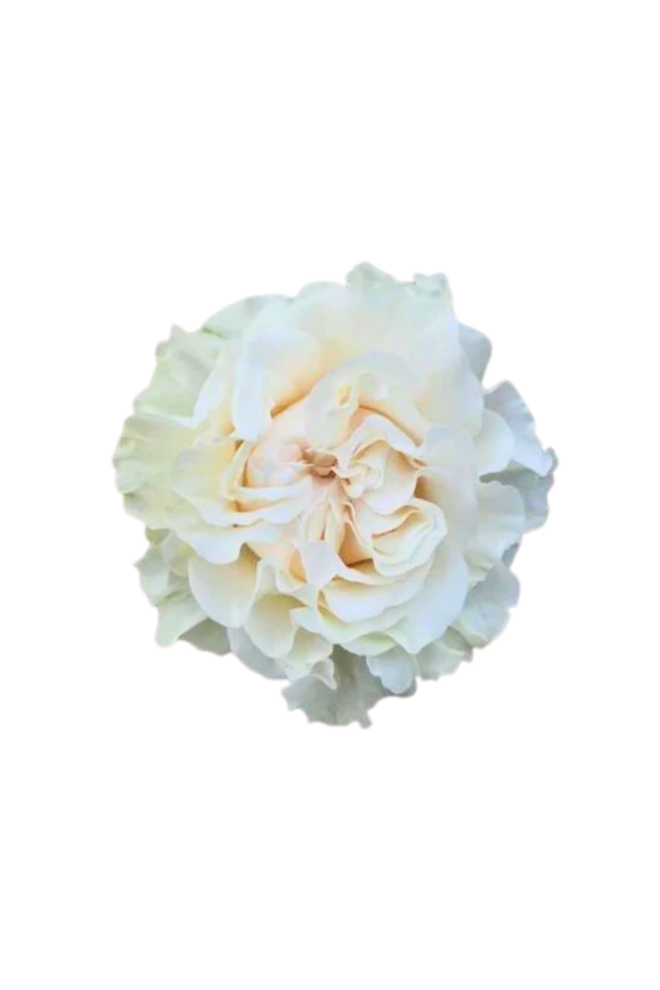 ROSE, 50CM WHITE, COTTON XPRESSION