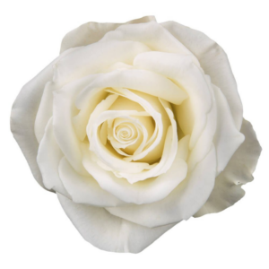 ROSE, 50CM WHITE, ESCIMO