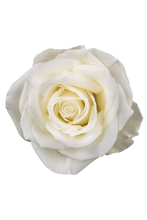 ROSE, 50CM WHITE, ESCIMO