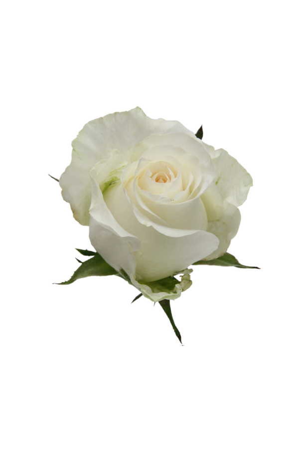 ROSE, 50CM WHITE, GLACIER