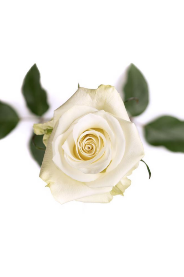 ROSE, 50CM WHITE, MIA