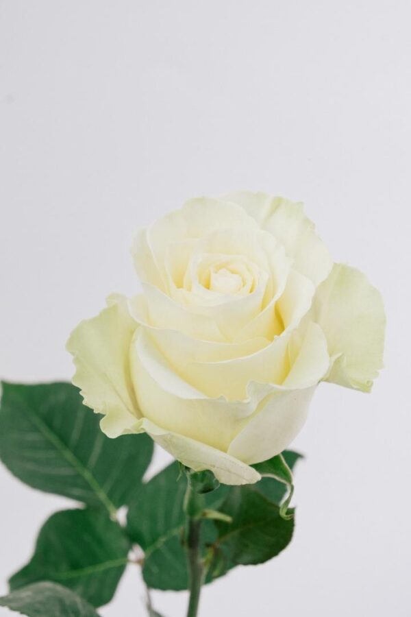 ROSE, 50CM WHITE, MONDIAL