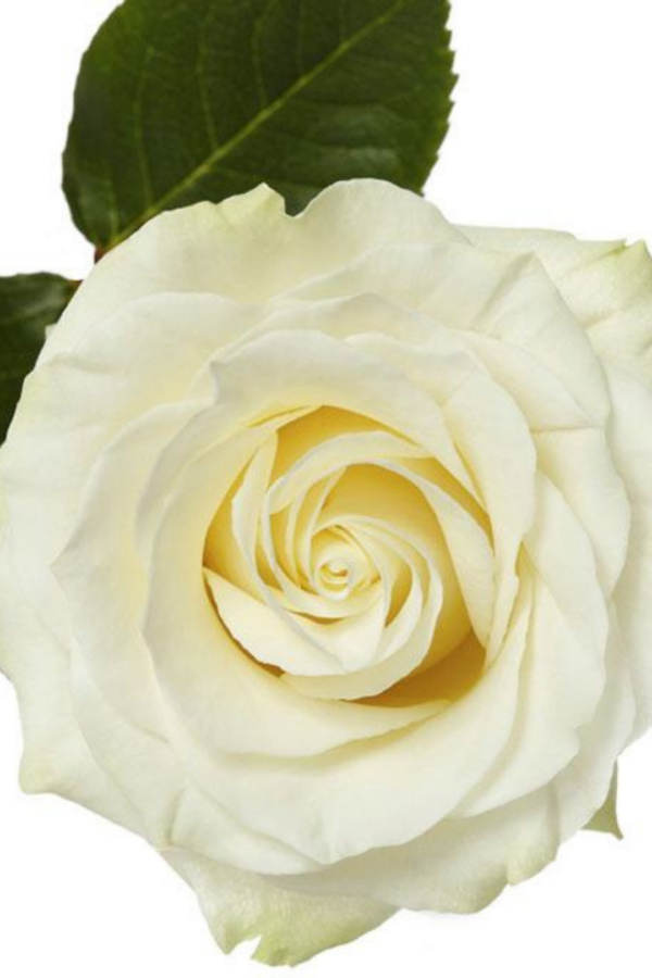 ROSE, 50CM WHITE, MONDIAL - Image 2