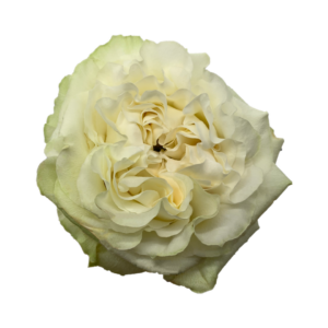 ROSE, 50CM WHITE, MOONSTONE