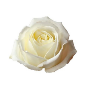 ROSE, 50CM WHITE, POLO