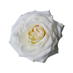 ROSE, 50CM WHITE, WHITE SHIMMER