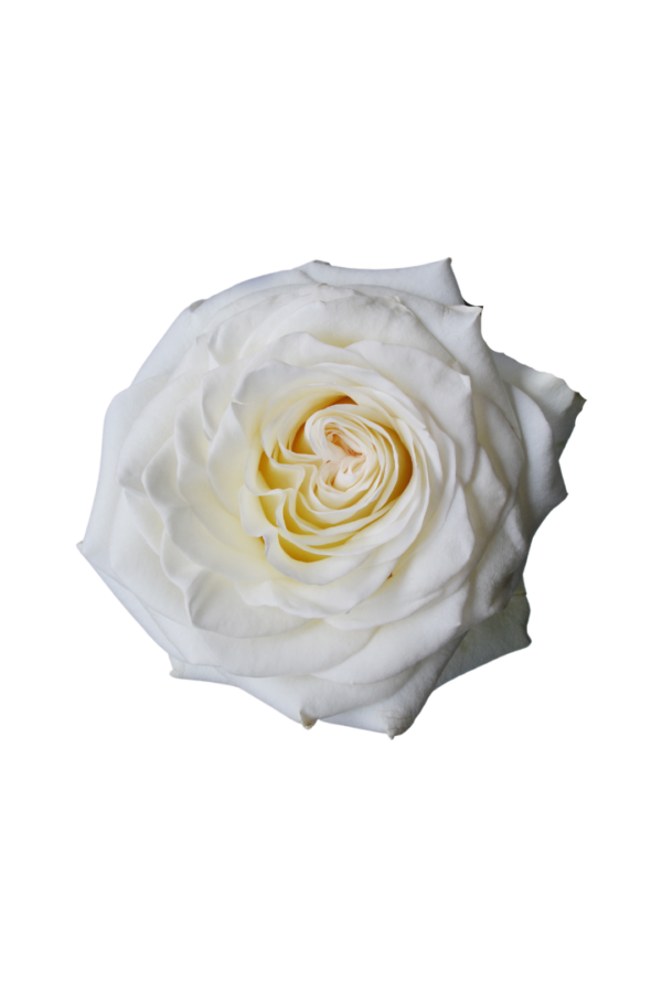 ROSE, 50CM WHITE, WHITE SHIMMER