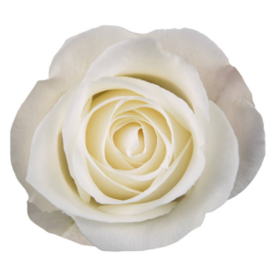 ROSE, 50CM WHITE, TIBET