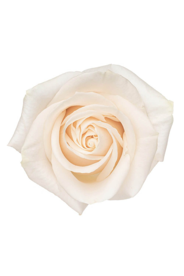 ROSE, 50CM WHITE, VENDELLA