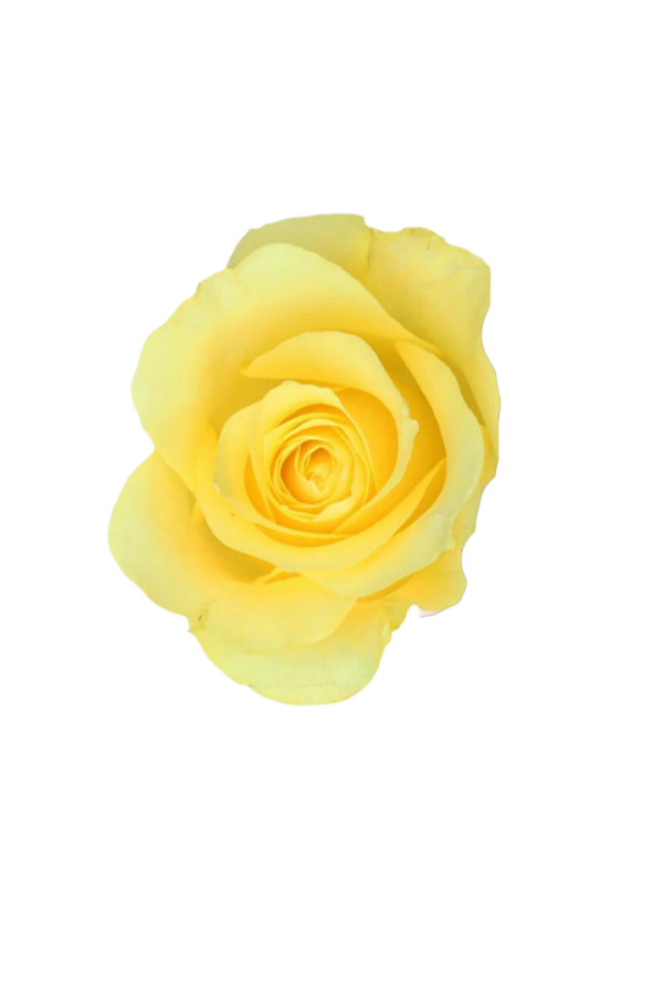 ROSE, 50CM YELLOW, HOT YELLOW