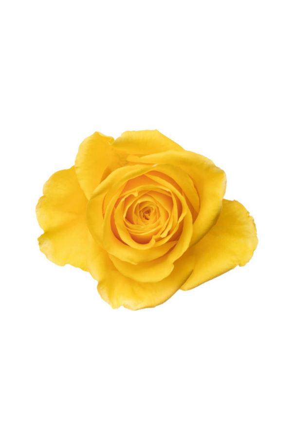 ROSE, 50CM YELLOW, MOON WALK