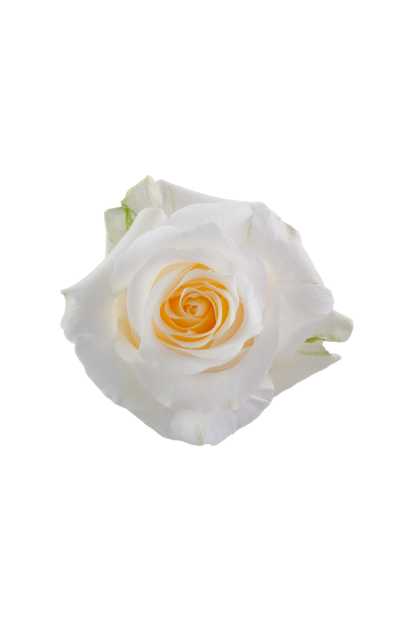 ROSE, 60CM CREAM, CRÈME DE LA CRÈME