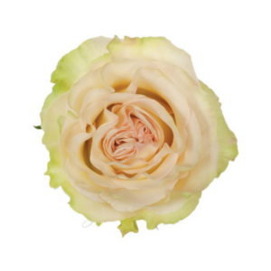 ROSE, 60CM CREAM, DYNAMIC
