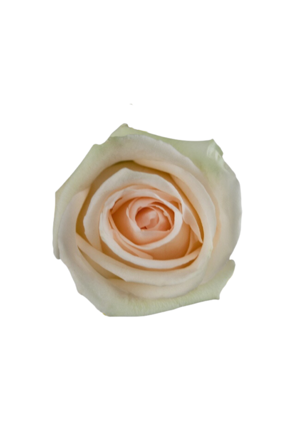 ROSE, 60CM CREAM, LA PERLA