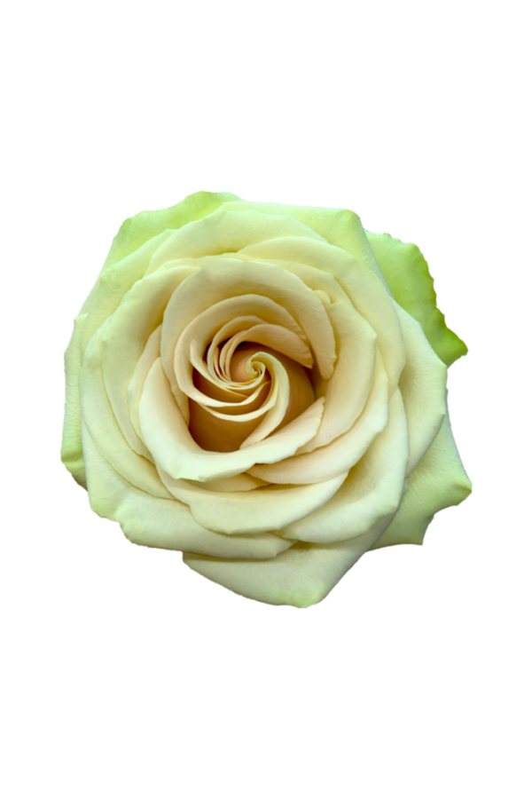 ROSE, 60CM CREAM, POMPEII