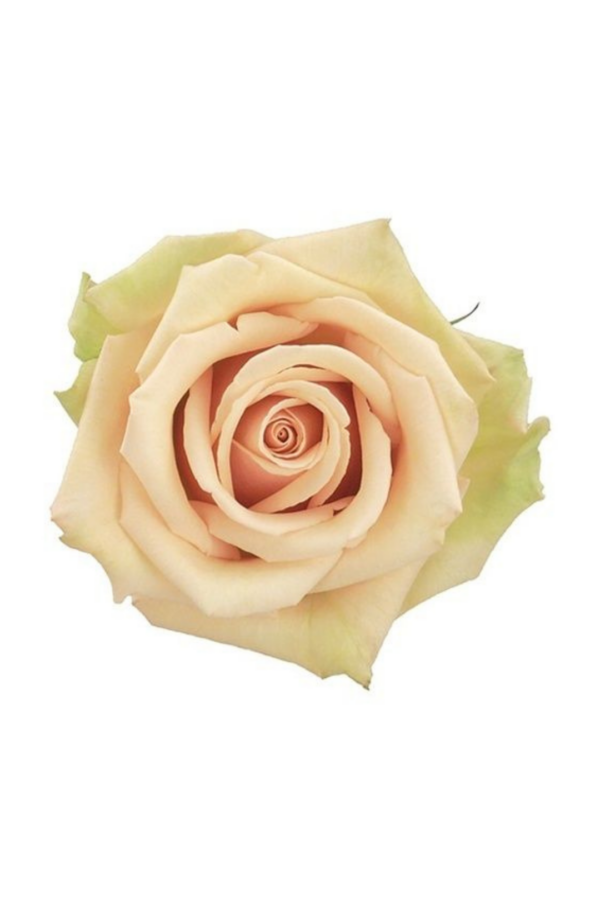ROSE, 60CM CREAM, SANDY