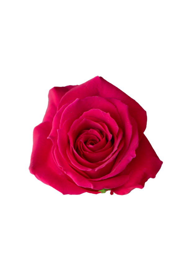 ROSE, 60CM DARK PINK, PINK FLOYD