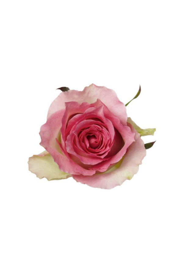 ROSE, 60CM DARK PINK, MALIBU